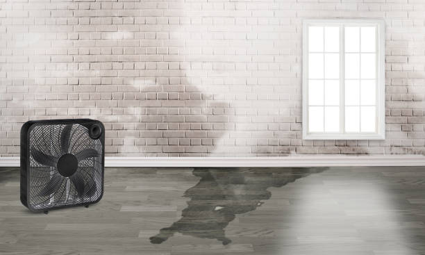 Best Water damage repair service  in Westgate, FL